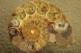 Fossil Shell