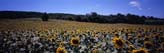 Sunflower Field