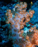 Coral3
