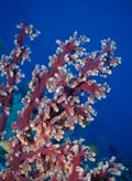 Coral5