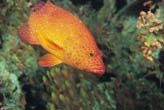 Maldiv Grouper1