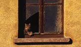 Cat at the Window