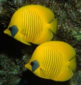 Yellow Fish