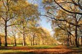 Autumn Park In London