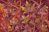 Fall Leaves