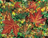 Fall Leaves