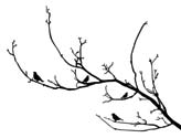 Birds on the branch
