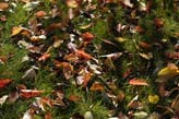 Fallen Leaves