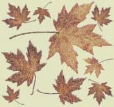 Leaves