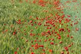 Poppy Field 