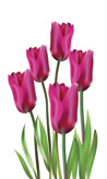 Tulips