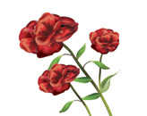 Roses