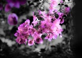 Bougainvillea