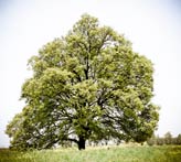 Big tree