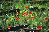 Tulip Field