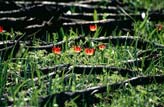 Tulip Field