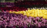 Tulips in Emirgan, Istanbul