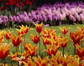 Tulips in Emirgan, Istanbul
