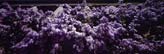 Wisteria