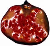 Pomegranate
