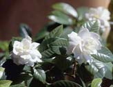 Gardenia
