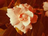 Sepia Gardenia