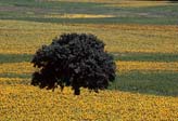 Sunflowers, Thracia, Turkey