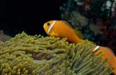 Sea Anemone