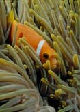 Sea Anemone