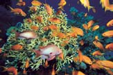 Anthias