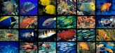 Collage of Fish