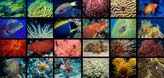 Collage of Fish