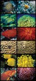Collage of Fish