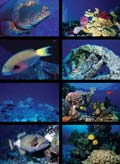 Collage of Fish