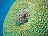 Brain Coral