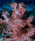 Coral2