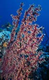 Coral4