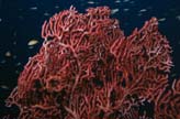 Coral6