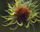 Yellow Coral