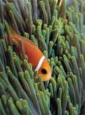 Clownfish