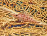 Hawk Fish