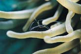 Anemone Shrimp