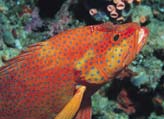 Grouper
