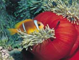 Red Anemone