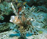 Lion Fish