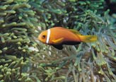 Clownfish2