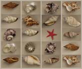 Seashells