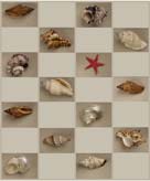 Seashells