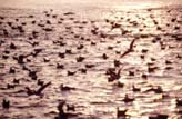 Sea of Bird