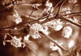 Blossom